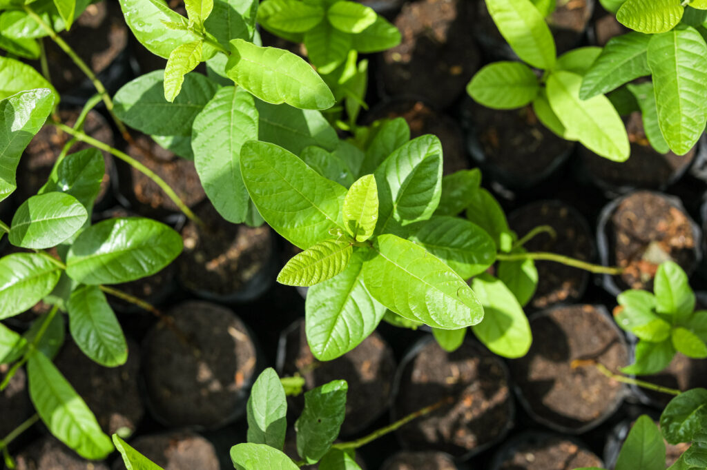 Peñoles Día de la Conservación del Suelo